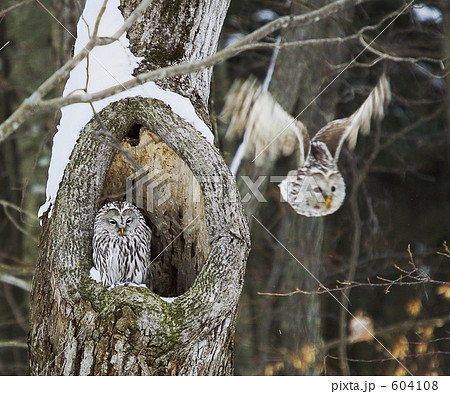 野幌森林公園の山中での可愛い雛のエゾフクロウの写真素材