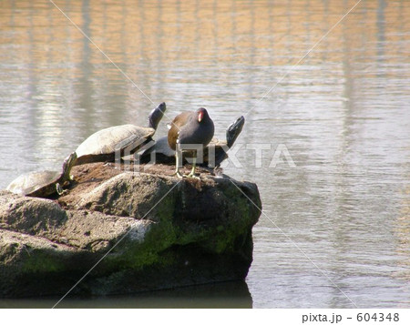 池の亀　turtles 604348
