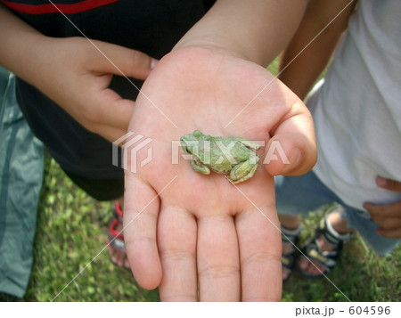 手のひらの蛙 604596