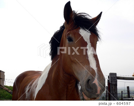馬（上半身） 604597