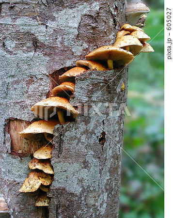 ぬめりすぎたけもどき 605027