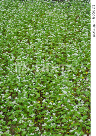 蕎麦の畑は花盛り 蕎麦の畑は花盛り 605621