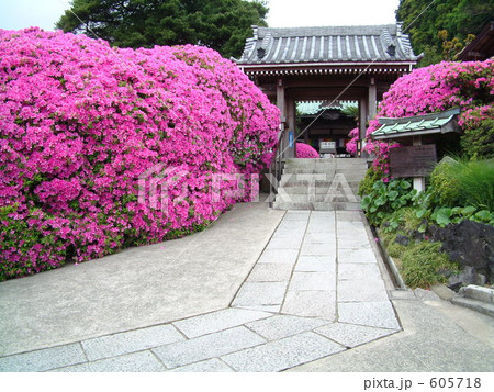 安養院のつつじ 安養院のつつじ 605718
