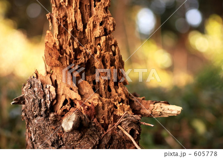 朽ち果てる 605778