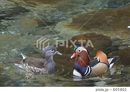 おしどり夫婦 おしどり夫婦 605802