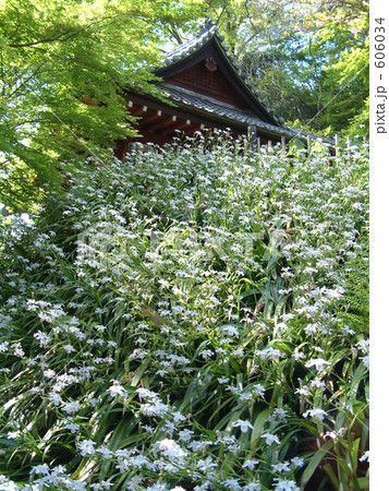 妙本寺のシャガ 妙本寺のシャガ 606034