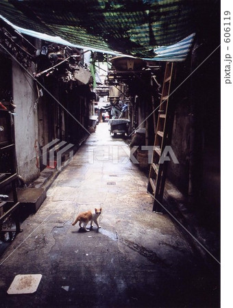 香港 路地裏 猫の写真素材