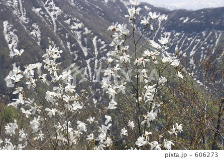 残雪とタムシバ 残雪とタムシバ 606273