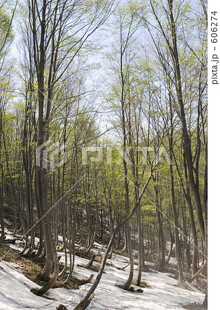 越後の春 越後の春 606274