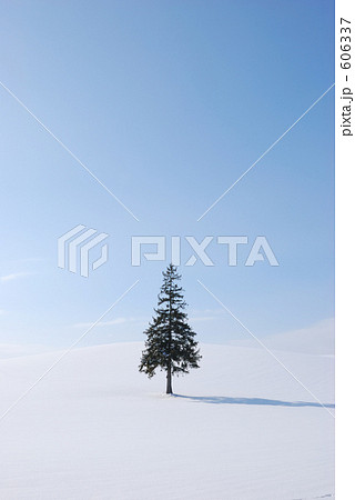 北海道　クリスマスツリーの木 606337