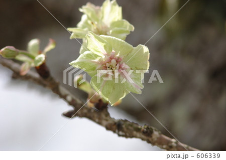 御衣黄桜 606339