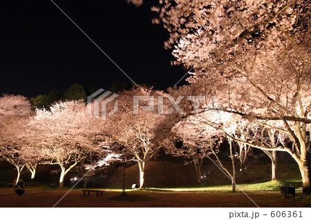 はままつフラワーパークの夜桜 606361