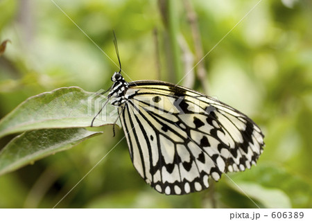 オオゴマダラ 606389