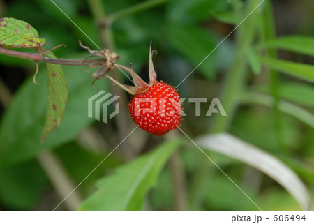 野イチゴ 野イチゴ 606494