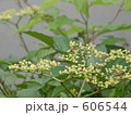 606544