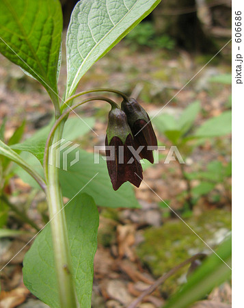 毒草ハシリドコロ 606686