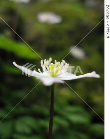 横から見たニリンソウ 606702