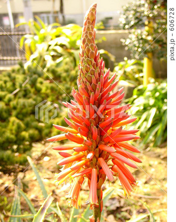 赤橙色のキダチアロエの花 606728