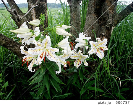 草原の山百合 草原の山百合 606757
