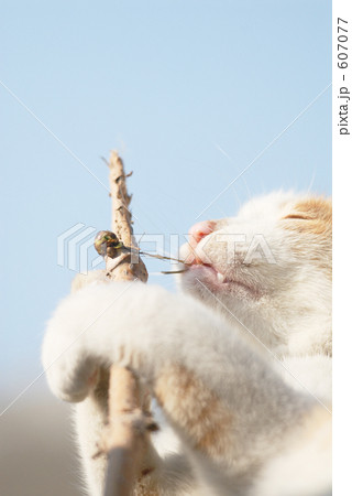 猫のお遊び 607077