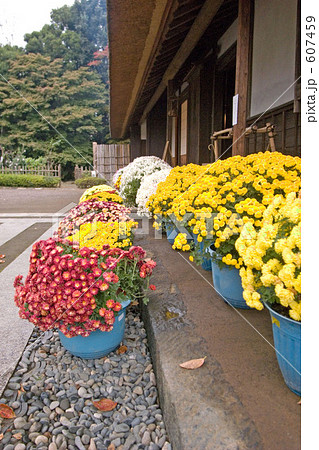 古民家の菊 607459