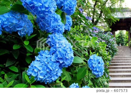 高幡不動の紫陽花の写真素材