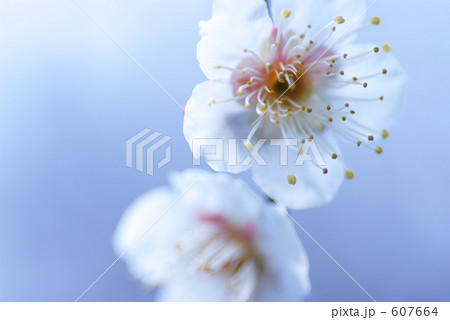 梅の花 607664