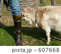 ヤギの頭突き 607668