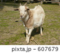 ヤギ 607679