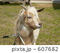ヤギの顔 607682