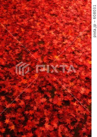 紅葉 17 608031