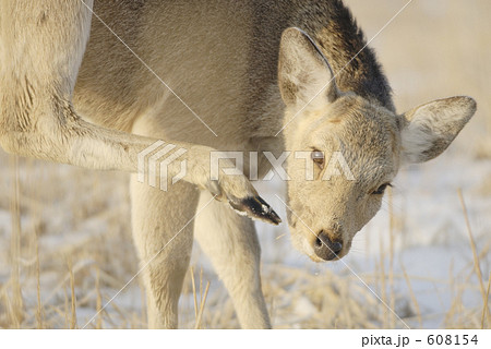 顔を掻く野生のエゾシカ 608154