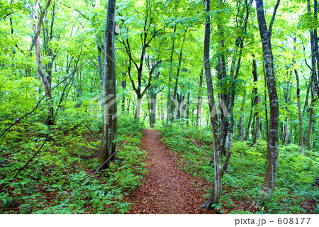 十日町市のブナ林 608177