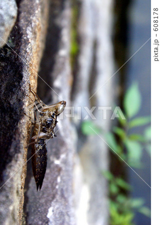 トンボの抜け殻 608178