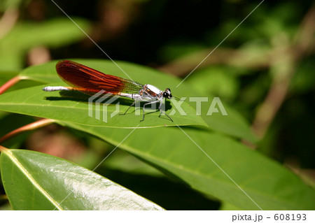 カワトンボ カワトンボ 608193