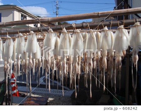 呼子のいか 608242