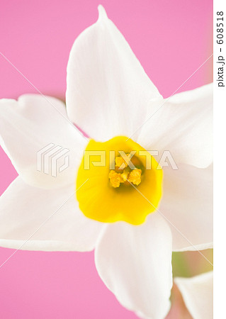 スイセンの花 608518