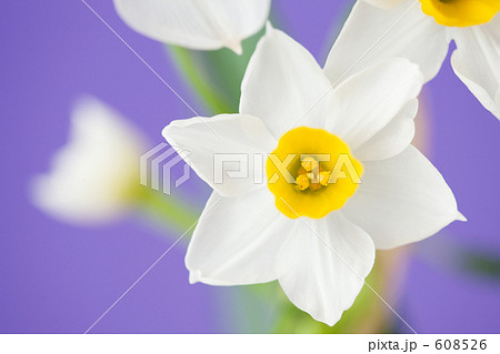 スイセンの花 スイセンの花 608526