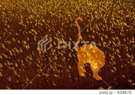 彷徨ひ歩く幻の寅 608676