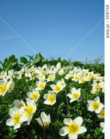 岩手山のチングルマ 608748