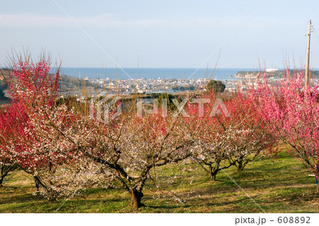 梅林からの眺め 608892
