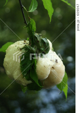 産卵するモリアオガエル 産卵するモリアオガエル 609047