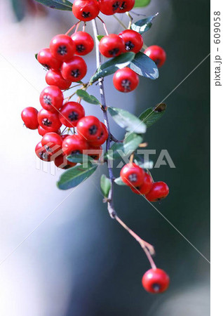ピラカンサス 赤い実 木の実の写真素材