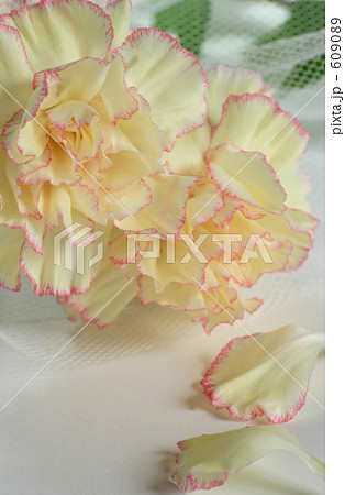 カーネーション 609089