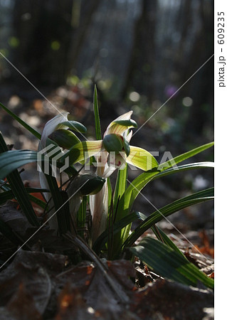 早春の花　シュンラン 609235