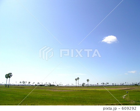 カンボジアの田んぼと空 609292