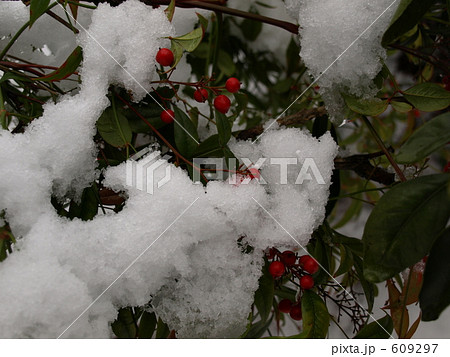 積雪南天の低木 609297