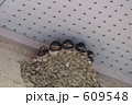 可愛いツバメの五つ子 609548