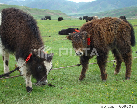 チベットのヤク 609605