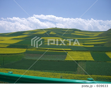 青海チベットの菜の花畑 609633